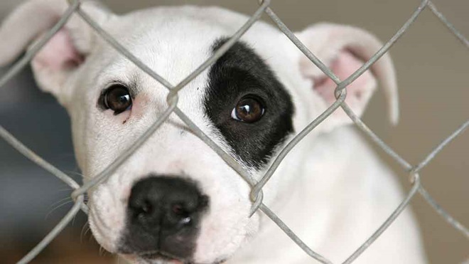 sad puppy behind cage
